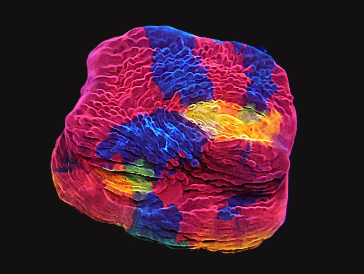 SDC Rainbow Jellybean Chalice 2