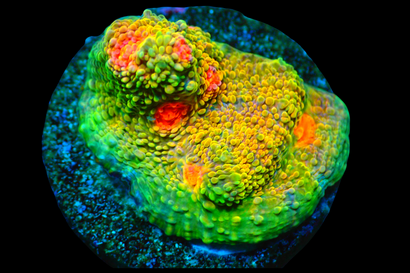 SDC Mummy Eye Chalice Cult