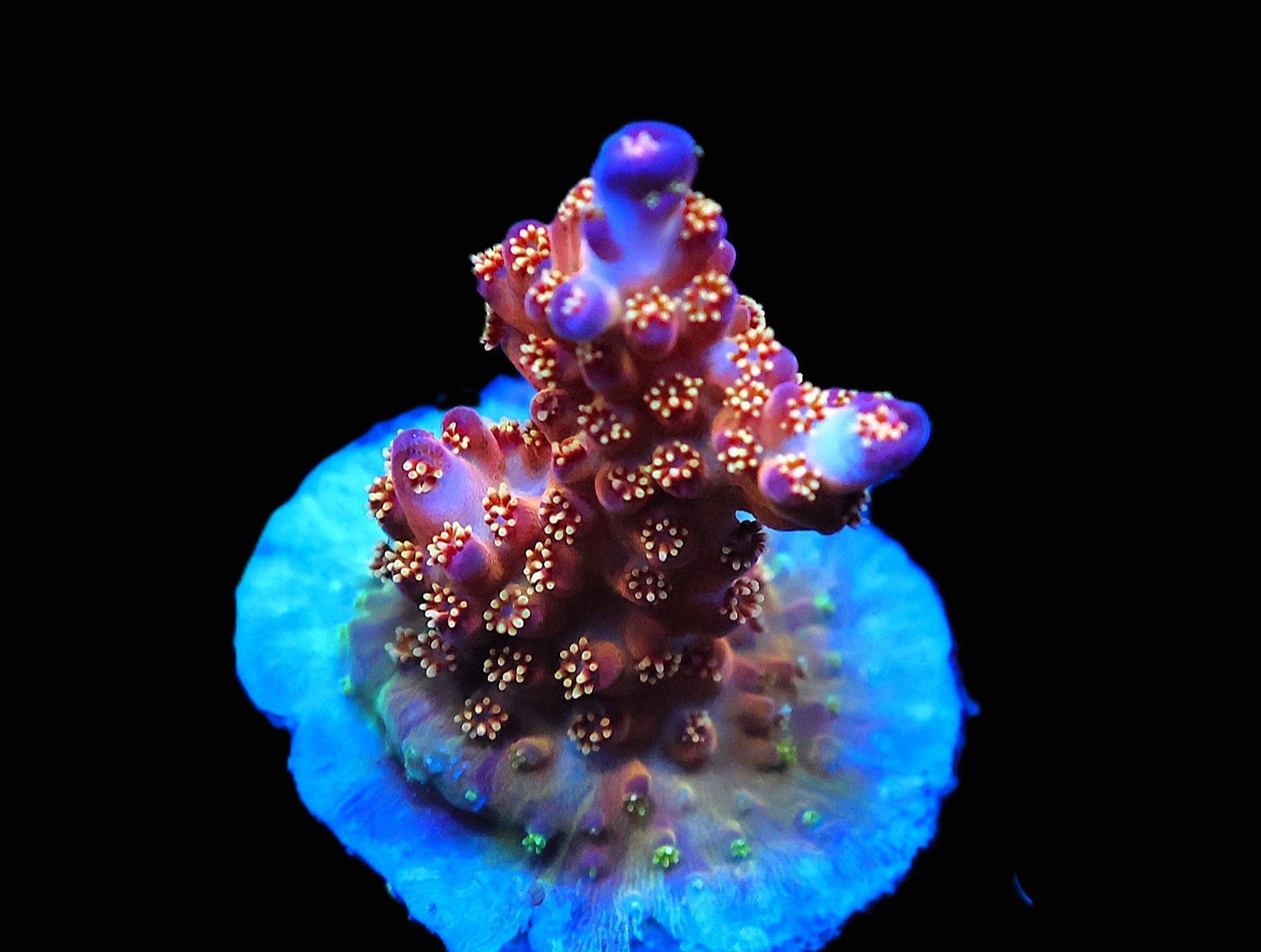 SDC Space Ghost Acro