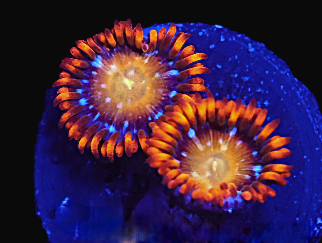 SDC Tiger King Zoa
