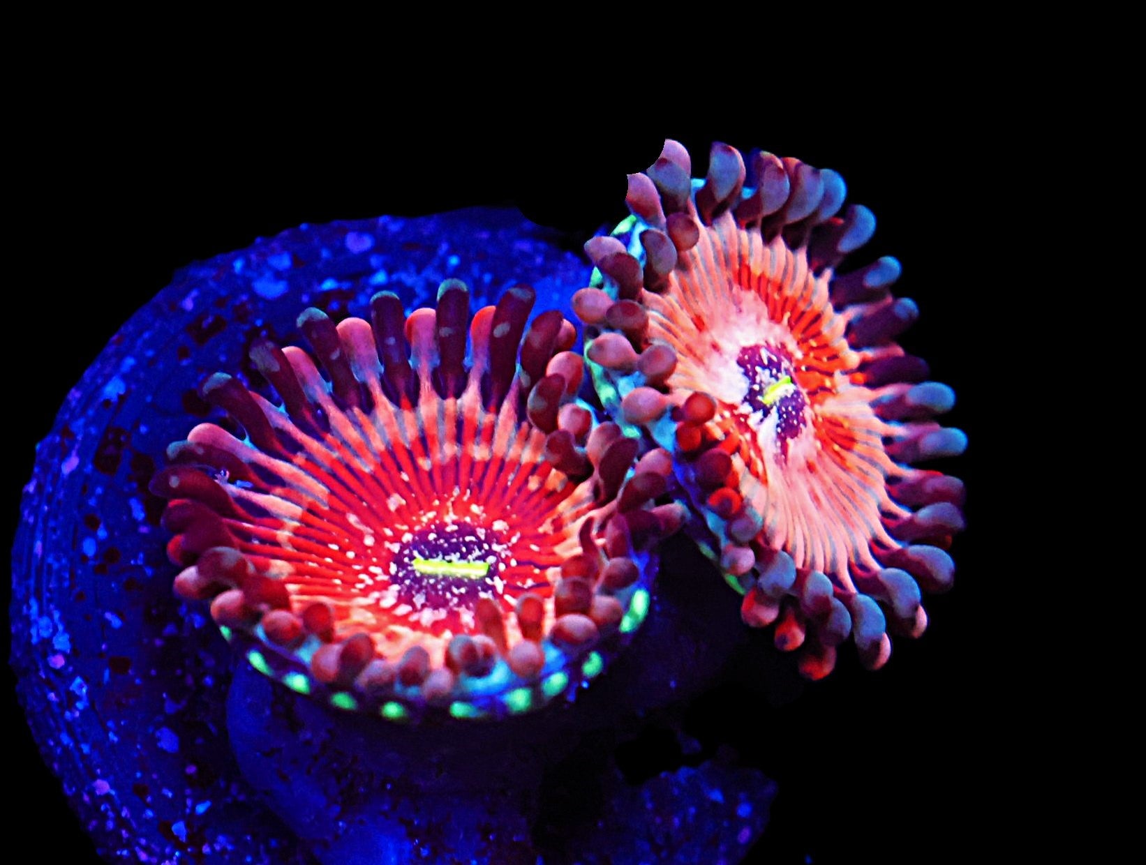 SDC White Zombie Zoa