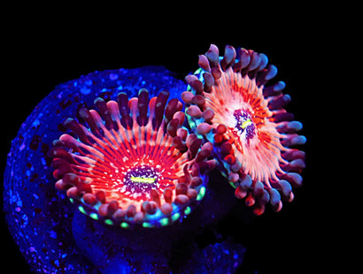 SDC White Zombie Zoa