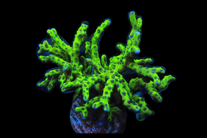 SDC Green Goblin Anacropora Cult