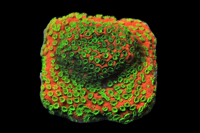 SDC Sunset Monti Cult