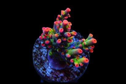 SDC Strawberry Shortcake Acropora