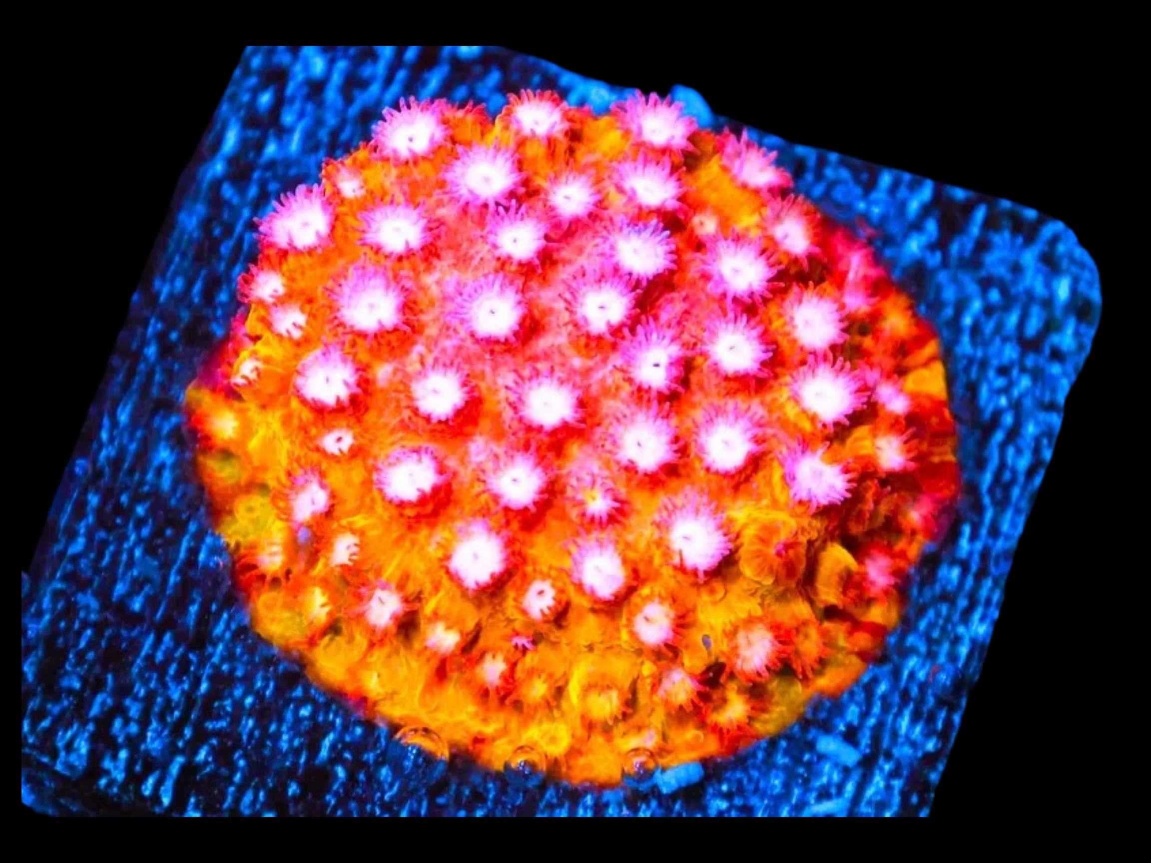 SDC Strawberry Lemonade Cyphastrea