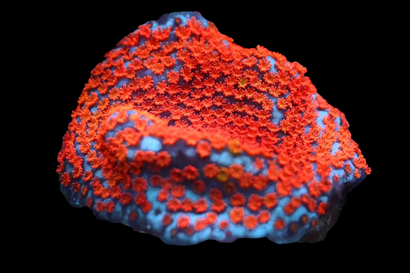 SDC Superman Monti Cult