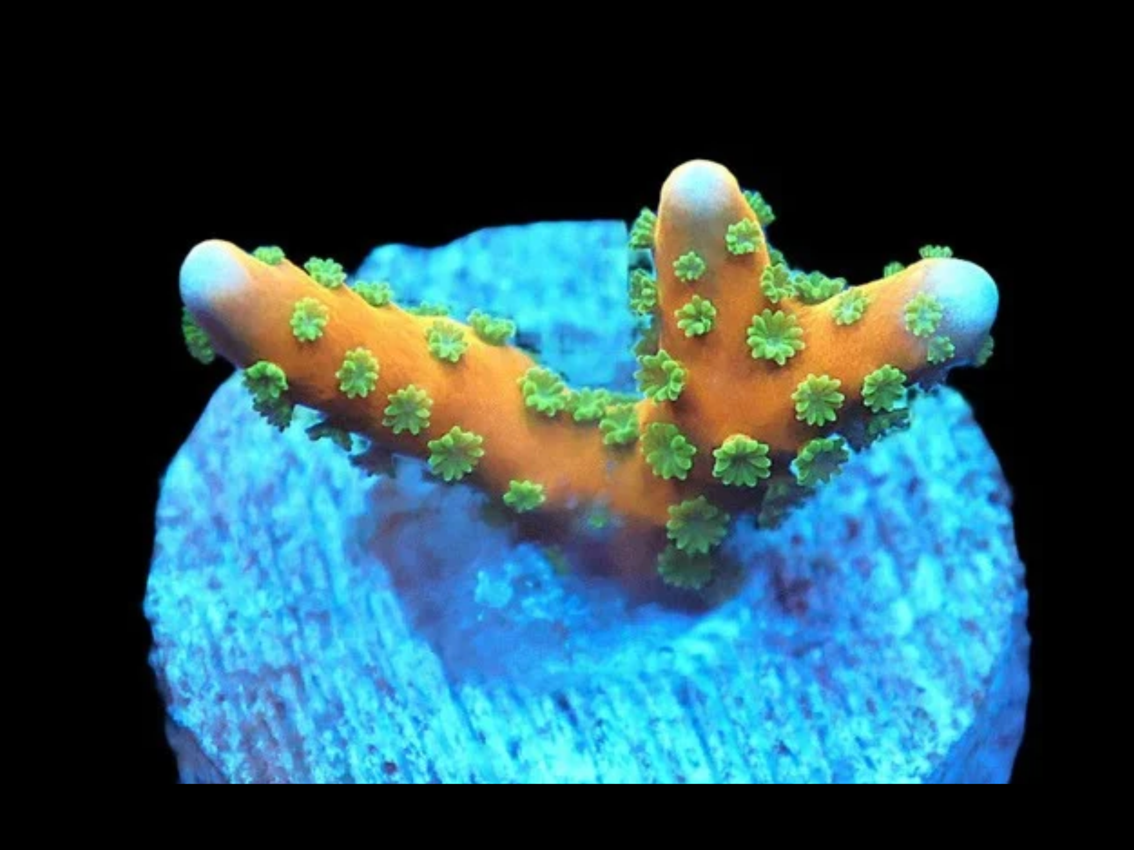 SDC Tropicana Anacropora