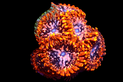 SDC Utter Chaos Paly