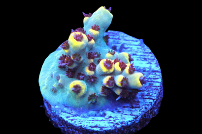 WWC After Party Acropora