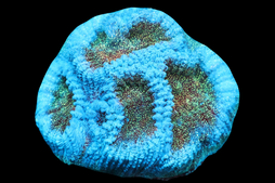 SDC Blue Skull Favia