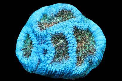 SDC Blue Skull Favia