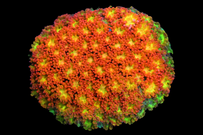 SDC Grogu Micro Goni