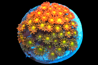 SDC Honey Badger Micro Goni