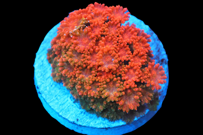 Products – Page 26 – Sea Dwelling Creatures