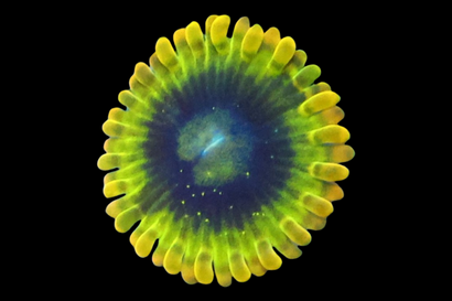 SDC Rainbow Yoda Zoa