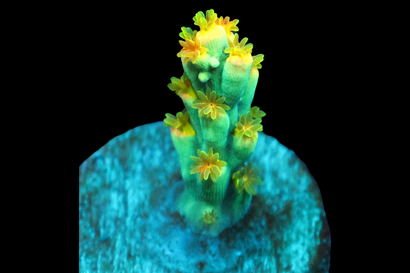 SDC Rainbow Speciosa Acro