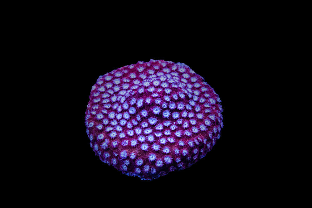 SDC Strawberry Lem Cyph Cult – Sea Dwelling Creatures