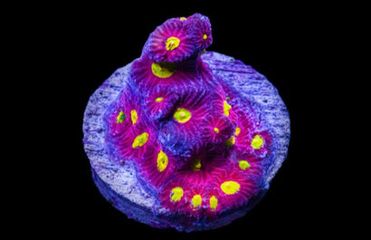 SDC Raging Bull Favites Cult