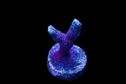 SDC German Blue Monti Digi Cul