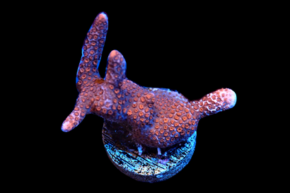 SDC Peach Monti Digi Cult