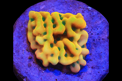 JF Beach Bum Monti Cult