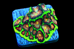 SDC Biohazard Favites Cult