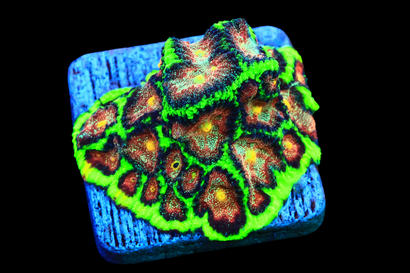 SDC Biohazard Favites Cult