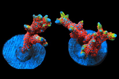 SDC Bubble Gum Monti Digi Cult