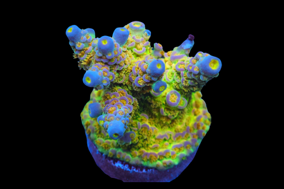 SDC Fun Dip Acro Cult