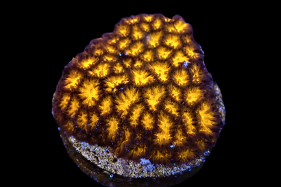 SDC Orange Leptastrea Cult