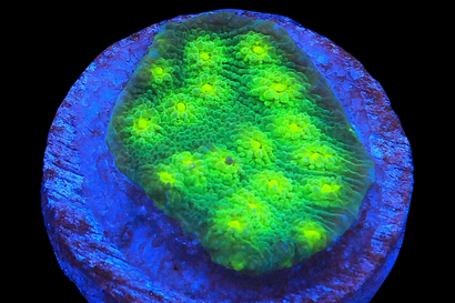 SDC Hollywood Stunner Chalice