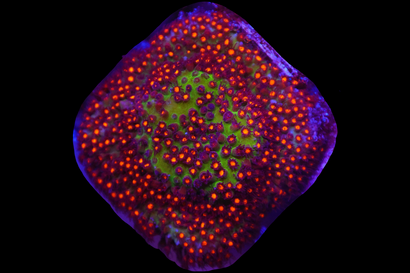 SDC Candy Apple Styloc Cult