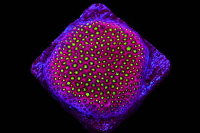 SDC Electric Daisy Styloc Cult