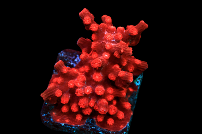 SDC Red Branch Cyph Cult