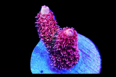 SDC Strawberry Acro Mille Cult