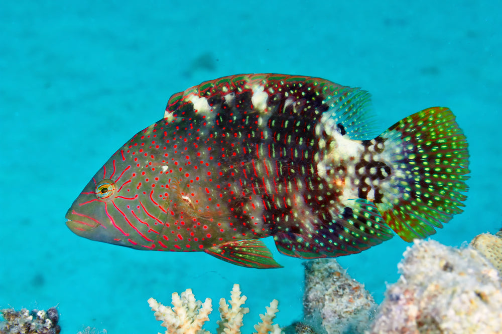 Awawaddle Fish Abudjubbe Wrasse – Sea Dwelling Creatures