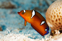 African Coris Wrasse: Juvenile
