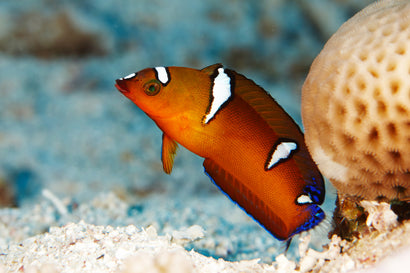 African Coris Wrasse: Juvenile