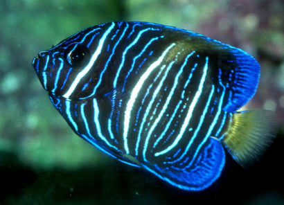 Asfur Angel: Juvenile