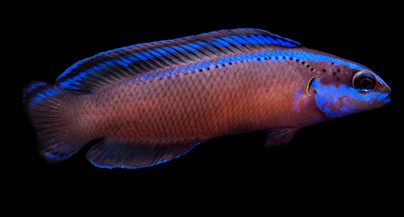Aldabraensis/Flavi Hybrid Pseudochromis: Tank Raised