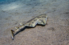 Angel Shark