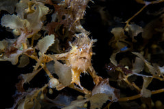 Sargassum Angler