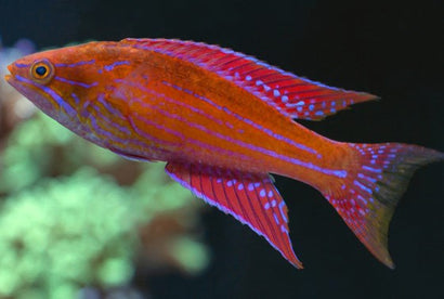 Angulatus Flasher Wrasse: Female