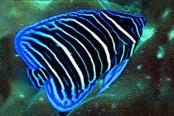 Annularis Angel: Juvenile: Tank Raised