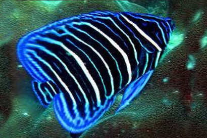 Annularis Angel: Juvenile: Tank Raised