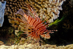 Antennata Lionfish