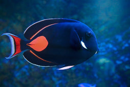 Achilles Tang