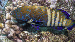 Argus Grouper