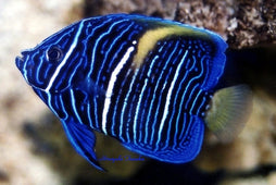 Asfur Angel: Juvenile: Tank Raised